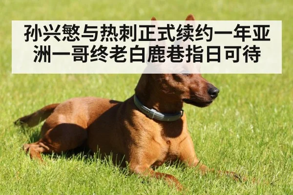 孙兴慜与热刺正式续约一年亚洲一哥终老白鹿巷指日可待
